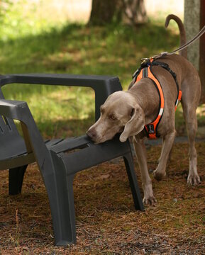 Nosework möllikoe